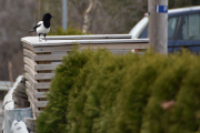 Morten 6 april 2019 -  Skjæra i en litt annen setting