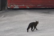 Morten 6 april 2019 - En katt på Høyenhall