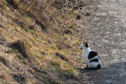 Morten 6 april 2019 - Enda en katt på Høyenhall