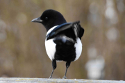 Morten 6 april 2019 -  Skjæra på Høyenhall