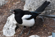 Morten 6 april 2019 -  Skjæra på Høyenhall