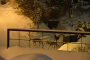 Morten 7 februar 2019 - Rådyr på Høyenhall, våre Rådyr kommer på besøk igjen