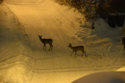 Morten 7 februar 2019 - Rådyr på Høyenhall, våre Rådyr kommer på besøk igjen