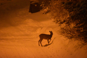 Morten 7 februar 2019 - Rådyr på Høyenhall, vi kaller den Bambi