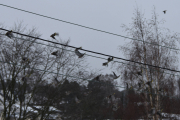 Morten 9 februar 2019 Sidensvans på Høyenhall, men så flyr dem vekk