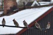 Morten 9 februar 2019 Sidensvans på Høyenhall, jeg må dele dem opp