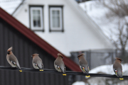 Morten 9 februar 2019 Sidensvans på Høyenhall, fem her og fem der