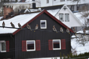 Morten 9 februar 2019 Sidensvans på Høyenhall, men så skjer det noe rart