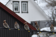Morten 9 februar 2019 Sidensvans på Høyenhall, og fem der