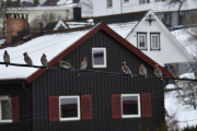 Morten 9 februar 2019 Sidensvans på Høyenhall, 10 stykker på ledningen og de gir meg en sjanse til