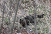 18 april 2020 - Katt på Høyenhall