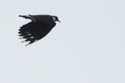 Knut 10 april 2020 - Vipe over Maridalen, selvfølgelig for vi et skarpere bilde