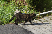 24 mai 2020 - En katt på Høyenhall