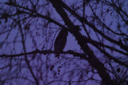Knut 1 januar 2020 - Spurvugla i Maridalen, det er bare Ugler som flyr og lander i trær på kvelden