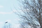 Knut 17 mars 2020 - Ringduen ved Ødegårdstangen, syns vi ser flere der borte