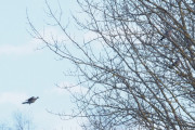 Knut 17 mars 2020 - Ringduen ved Ødegårdstangen, det er faktisk tre stykker der