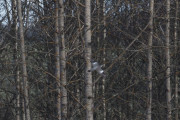 Knut 17 mars 2020 - Ringduen ved Ødegårdstangen