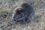 Knut 18 april 2020 - Bever i Maridalen, her ser vi vinneren