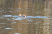 Knut 18 april 2020 - To Bever i Maridalen