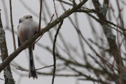 Knut 29 mars 2020 - Stjertmeiser på Ødegårdstangen, søtere fugler skal du lete lenge etter spør du meg