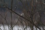 Knut 29 mars 2020 - Stjertmeiser på Ødegårdstangen