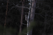 Knut 4 januar 2020 - Lappugla lander igjen, men den flyr ikke langt og Knut er på plass igjen