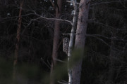 Knut 4 januar 2020 - Lappugla lander igjen, har jeg fortalt dere at Lappugla er sjelden her nede?