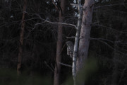 Knut 4 januar 2020 - Lappugla lander igjen, og nå er det to stykker her