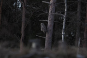 Knut 4 januar 2020 - Lappugla lander igjen, men så flyr den bort enda en gang