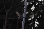 Knut 4 januar 2020 - Lappugla siste gangen, men nå klarer selv ikke Knut og ta den igjen - men takk for flotte bilder Knut :-)