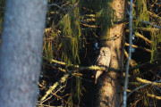 Knut 4 januar 2020 - Lappugle nummer to, hundre meter lenger ned i veien sitter hunnen som er enda større