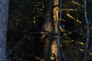 Knut 4 januar 2020 - Lappugle nummer to, men den sitter ikke lenge der før den flyr