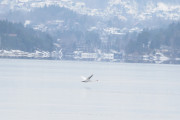 Knut 7 mars 2020 - En Knoppsvane over Fornebu, eller er det en Sangsvane?