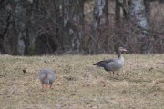 Knut 7 mars 2020 - Grågås på Fornebu