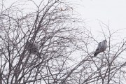 Knut 7 mars 2020 - Skogsduer på Fornebu