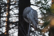 Knut 8 januar 2020 - Lappugla i Maridalen, ikke noe vi ser hver dag