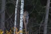 Knut 8 januar 2020 - Lappugla i Maridalen, nå skal han vise oss hvor rask den er. Han har fått en bedre vinkel nå