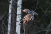 Knut 8 januar 2020 - Lappugla i Maridalen, plutselig er den i farta