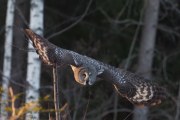 Knut 8 januar 2020 - Lappugla i Maridalen, dette går fort nemlig
