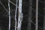 Knut 8 januar 2020 - Lappugla i Maridalen, en sjelden fugl å se her nede