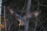 Knut 8 januar 2020 - Lappugla i Maridalen, skal bli spennende å se hvor den lander etterpå