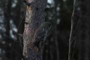 Knut 8 januar 2020 - Lappugla i Maridalen, jo da. Her landet den igjen