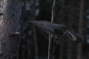 Knut 8 januar 2020 - Lappugla i Maridalen, den flyr elegant i luften