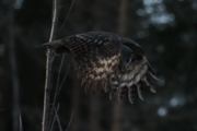 Knut 8 januar 2020 - Lappugla i Maridalen, og Knut følger den igjen som vanlig