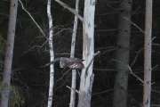 Knut 8 januar 2020 - Lappugla i Maridalen, nå har han fått øye på den igjen