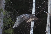 Knut 8 januar 2020 - Lappugla i Maridalen, nå skal vi følge den å se hvor den flyr