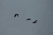 Morten 1 april 2020 - Tre store fugler over Høyenhall