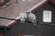 Morten 1 mai 2020 - To Ringuer som koser seg i regnet