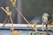 Morten 10 mai 2020 - Blåmeisen leker ser på Villvinen