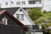 Morten 10 mai 2020 - Ringduen og Tyrkerdua